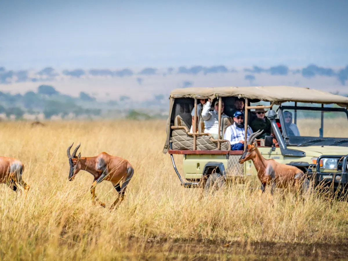 Safari vehicle and antelope in the Maasai Mara grasslands