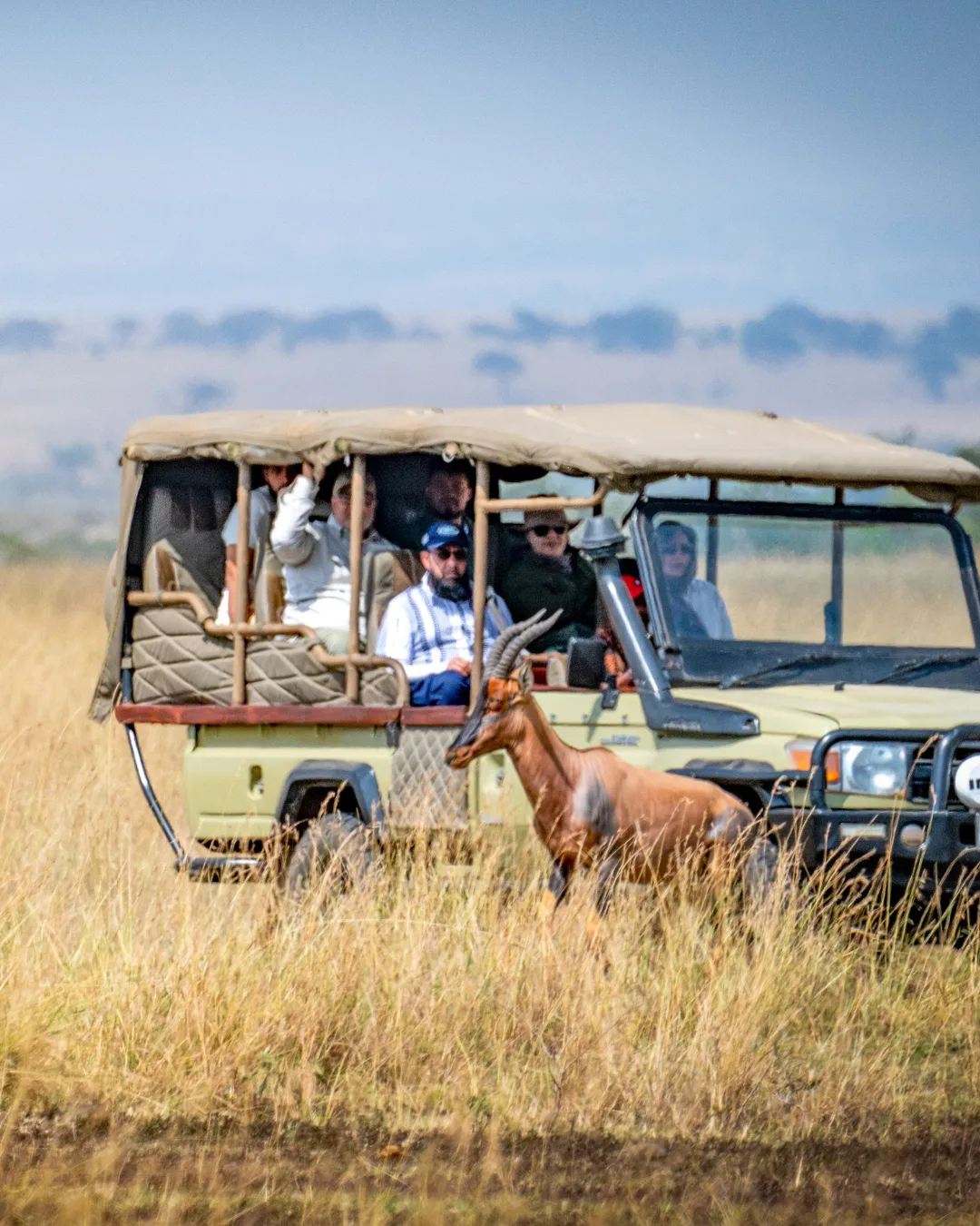 Safari vehicle and antelope in the golden grass of the Maasai Mara